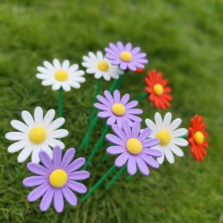 Gänseblume